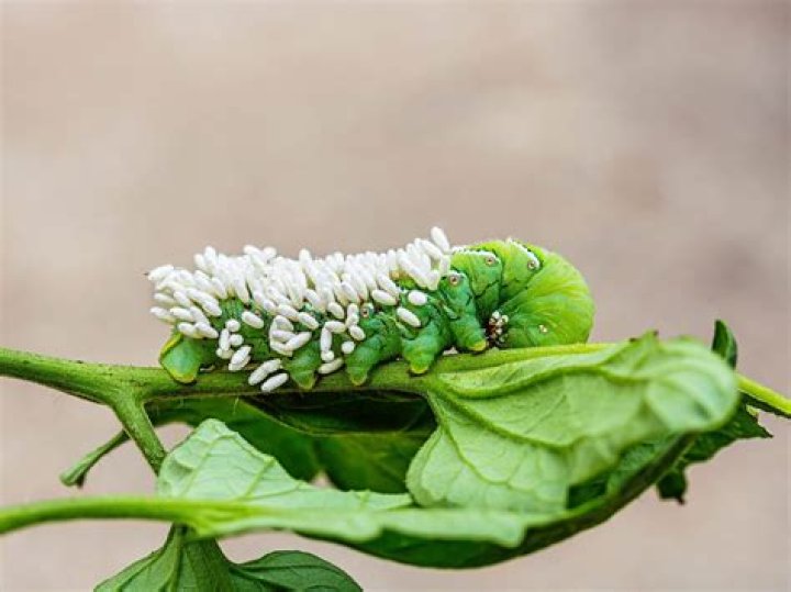 What are the white things on a hornworm