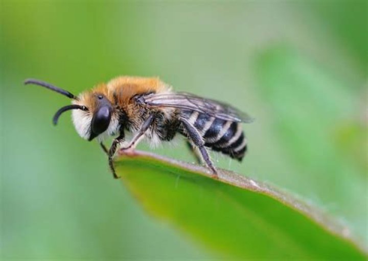 What are those tiny bees called