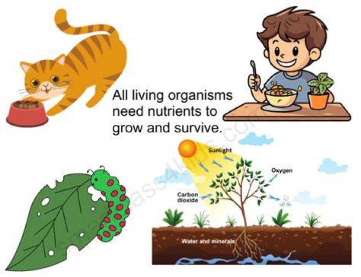 What are traits of organisms and what do they do