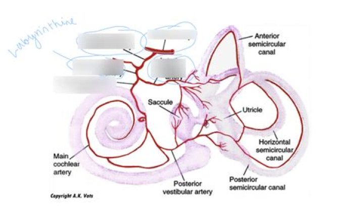 What artery supplies the inner ear