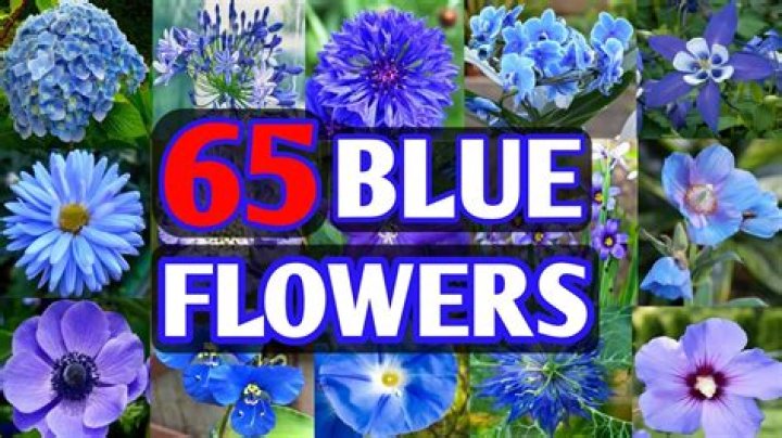 What blue flowers go with sunflowers