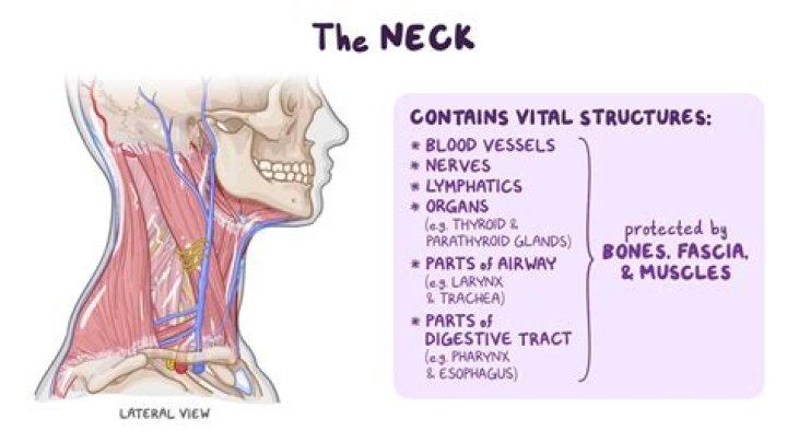 What body parts are in your neck