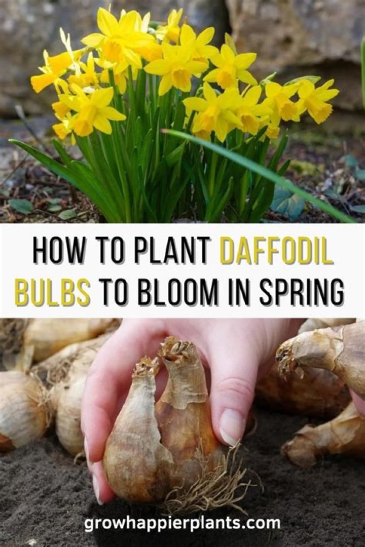 What can I do with old daffodil bulbs