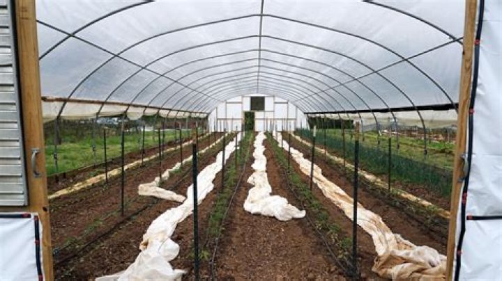 What can I grow in a high tunnel