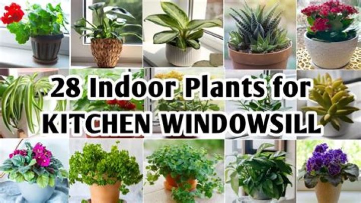 What can I grow in my windowsill