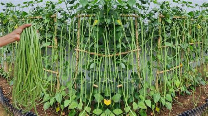 What can I plant with cowpeas