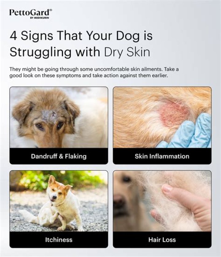 What can I use on my dogs dry skin