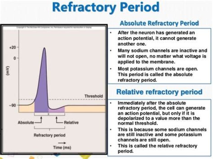 What causes absolute refractory period
