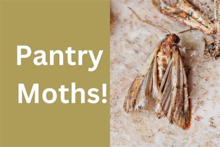 What causes moths in pantry