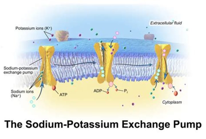 What cells use the sodium potassium pump
