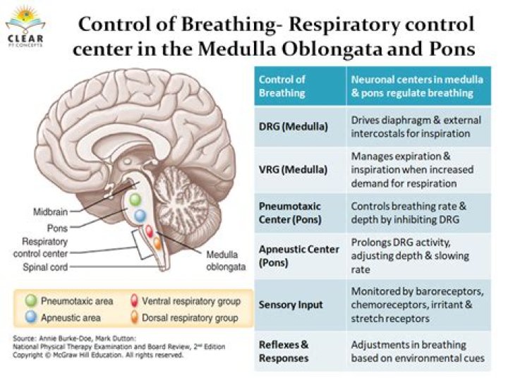 What Centres that control vital autonomic functions are located in the medulla oblongata