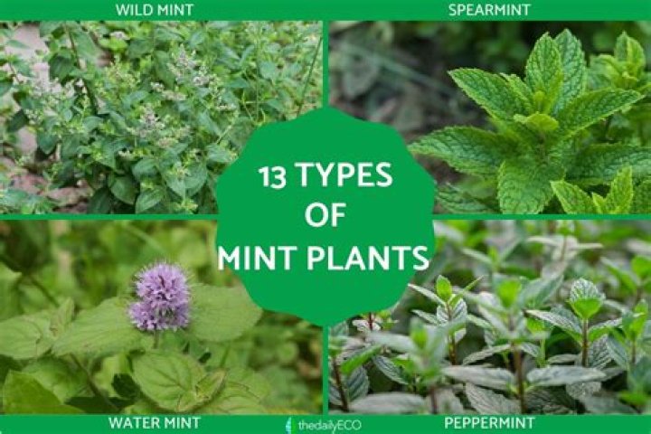 What color are mint flowers