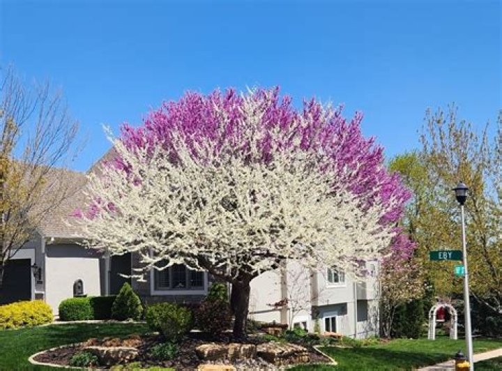 What color do redbud trees turn in the fall