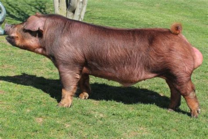 What color is a Duroc