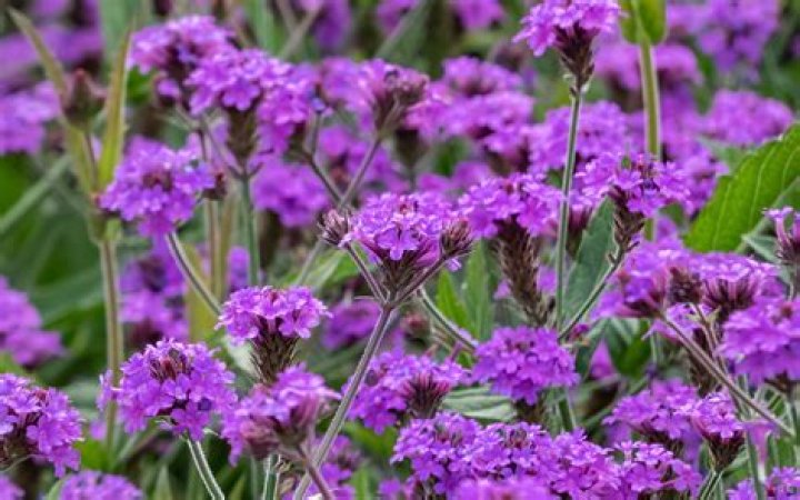 What color is verbena