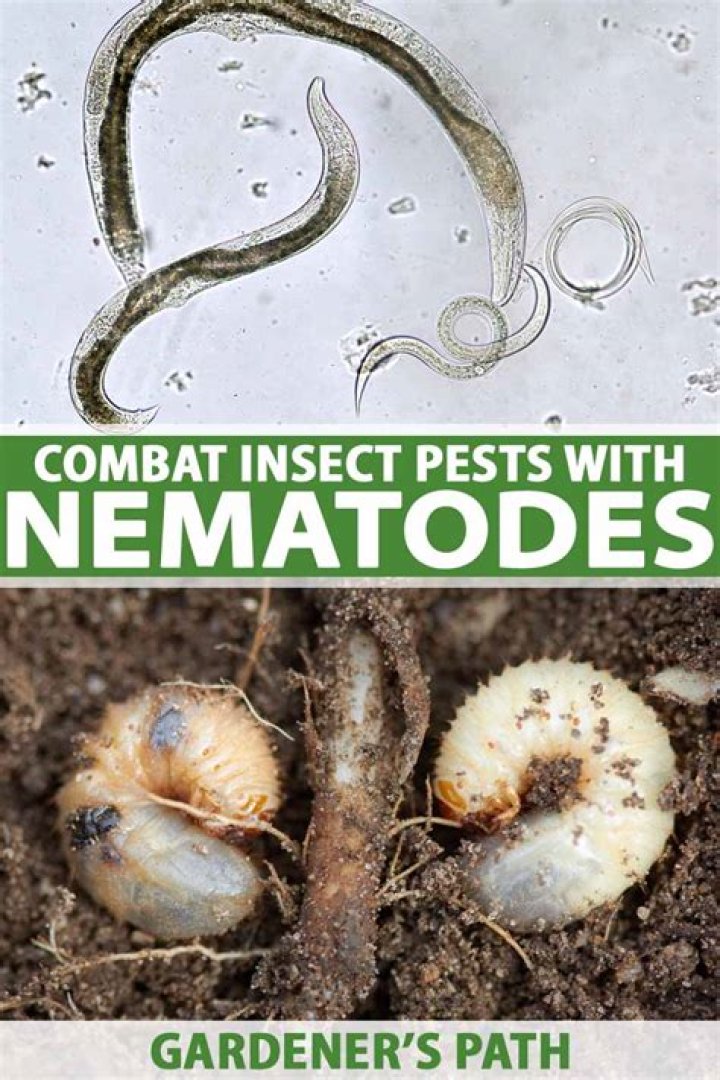 What crops do nematodes affect