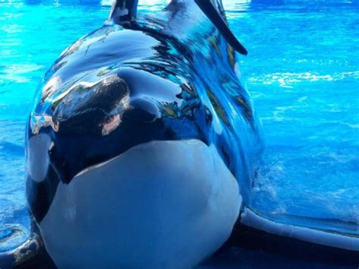 What did blackfish do to SeaWorld