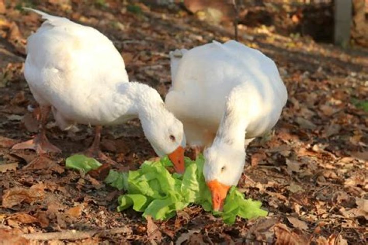 What do American geese eat