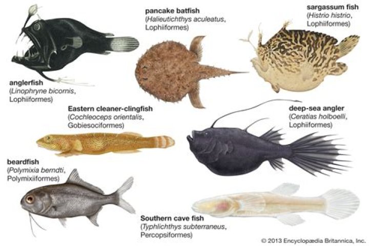What do benthic fish eat