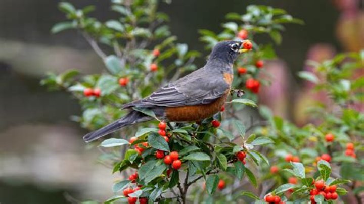What do birds get eaten by