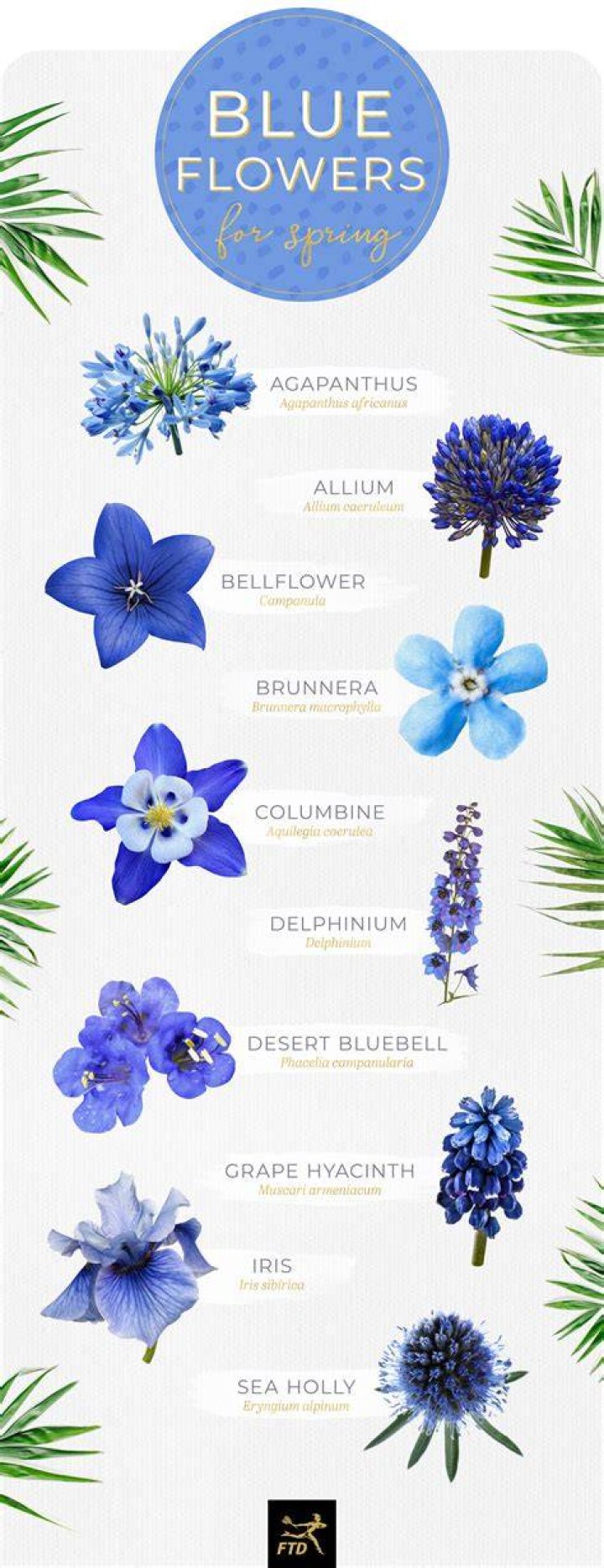What do blue flowers mean