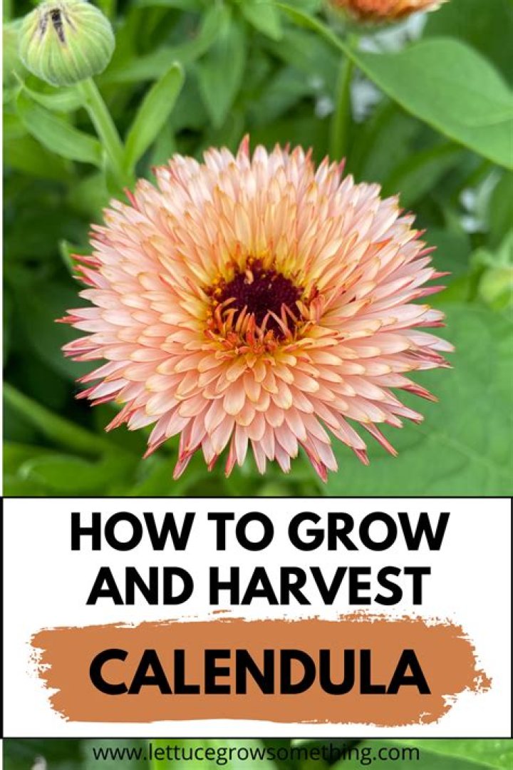 What do calendula flowers smell like