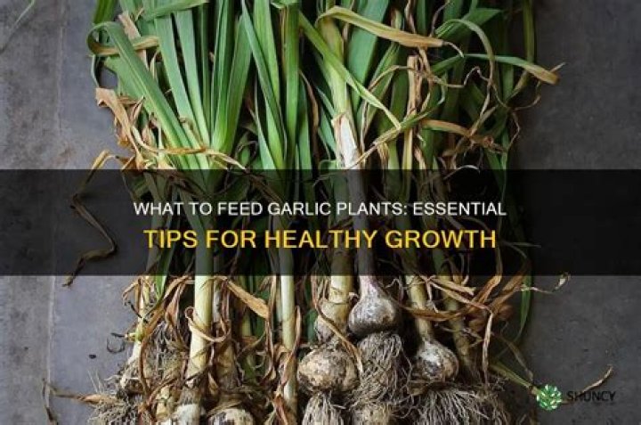 What do I feed garlic
