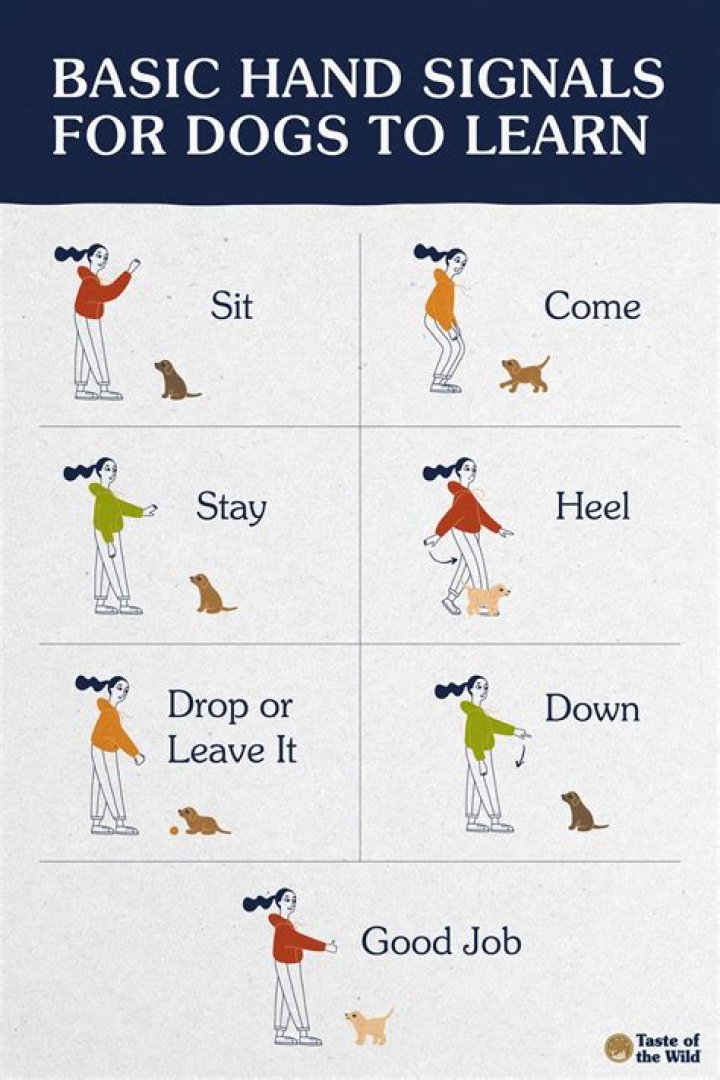 What do I need to train my dog at Petco