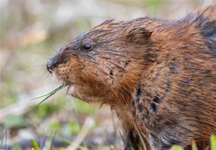 What do Muskrats do to ponds