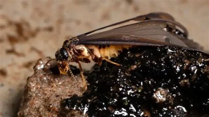 What do Swarmers look like