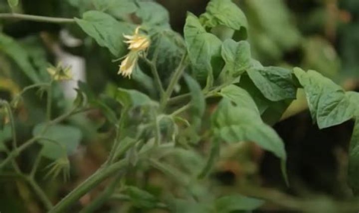 What do you cover tomato plants with