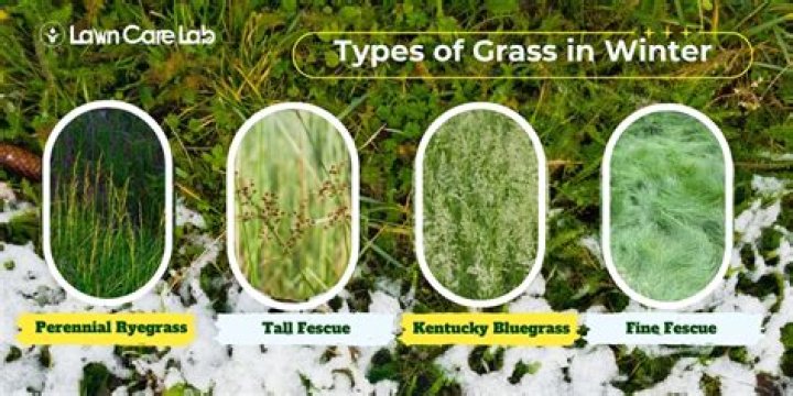 What do you do with grass in the winter