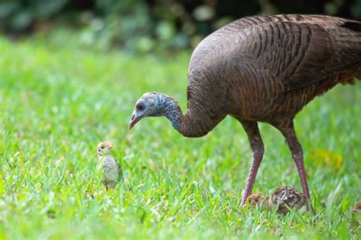 What do you feed a baby wild turkey