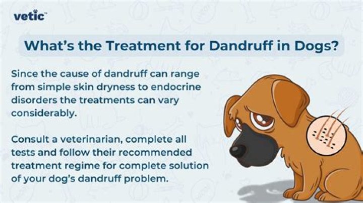 What do you feed a dog with dandruff