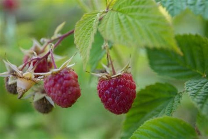 What do you feed raspberry plants