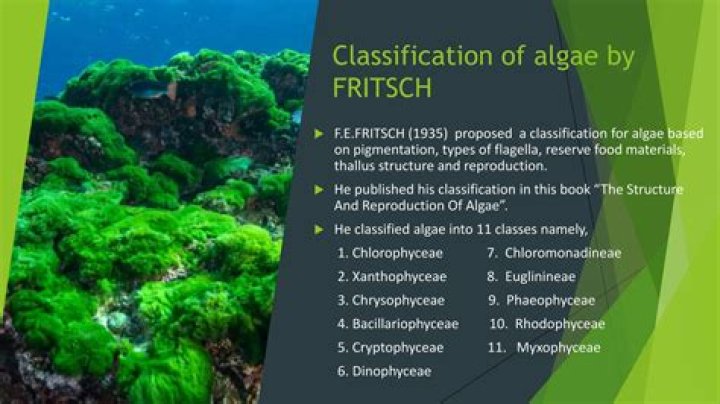 What do you know about the Fritsch classification in algae