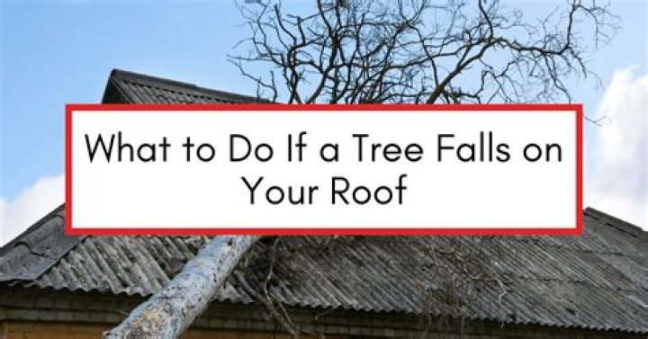 What do you yell when a tree falls