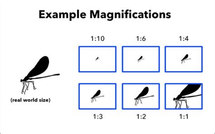What does 20x magnification mean