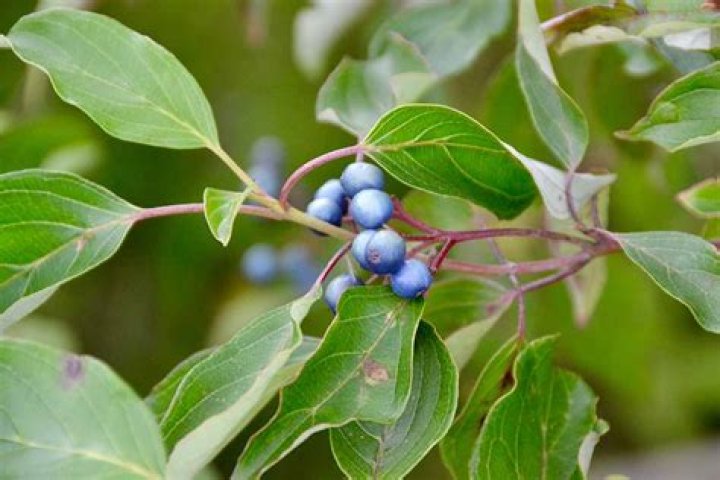 What does a silky dogwood look like