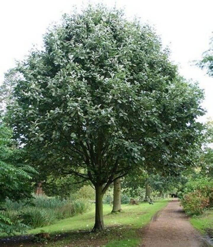 What does a whitebeam tree look like