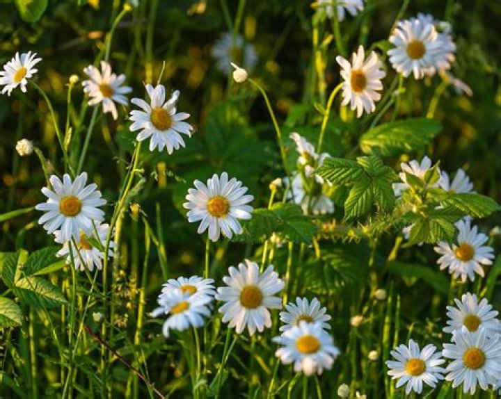 What does a wild daisy look like