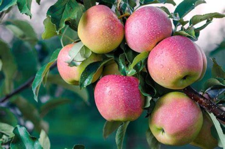 What does an Ambrosia apple look like