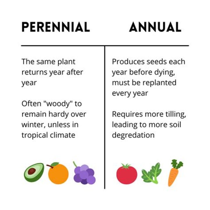 What does annual and perennial mean