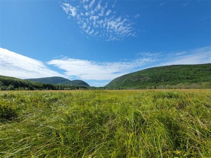 What does from the boar meadow mean