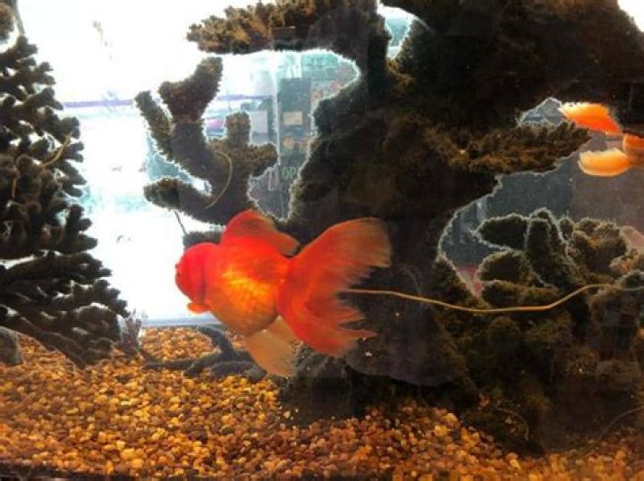 What does goldfish poop look like