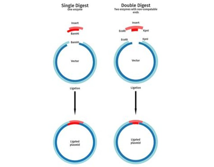 What does it mean to digest a plasmid