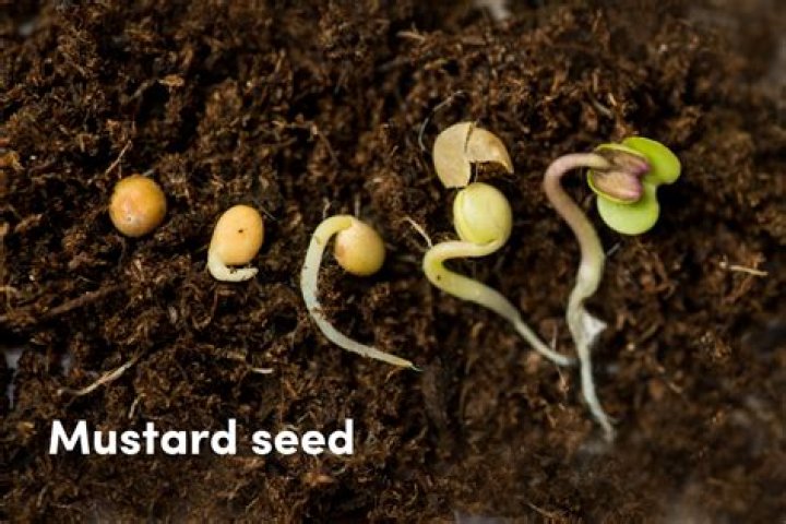 What does it mean to germinate seeds