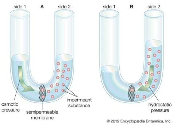 What does it mean to have a semipermeable membrane