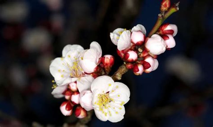 What does plum blossom mean in Chinese