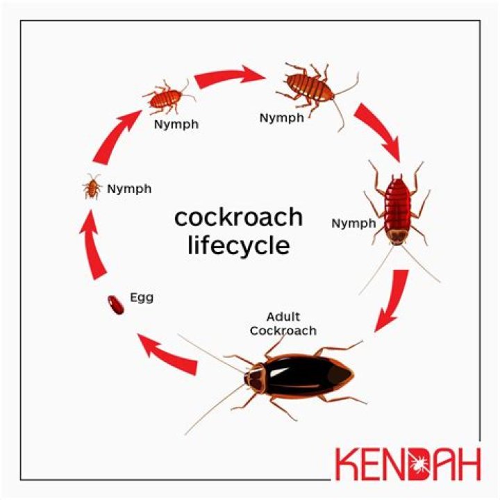 What does the cockroach symbolize in the metamorphosis